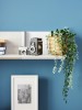 Wandregal mit Vintage-Kameras und Grünpflanze vor blauer Wanddekoration